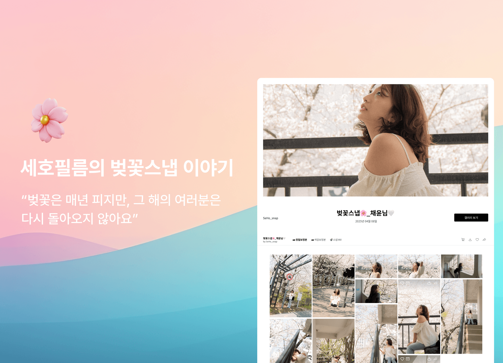 "벚꽃은 매년 피지만, 그 해의 여러분은 다시 돌아오지 않아요" — 세호필름의 벚꽃스냅 이야기